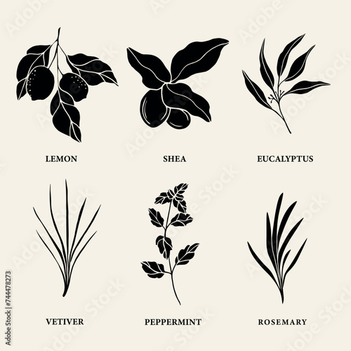 Set of flat vector essential oil and cosmetic plants. Lemon, shea, eucalyptus, vetiver, mint, rosemary	 photo