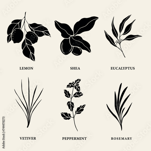 Set of flat vector essential oil and cosmetic plants. Lemon, shea, eucalyptus, vetiver, mint, rosemary	