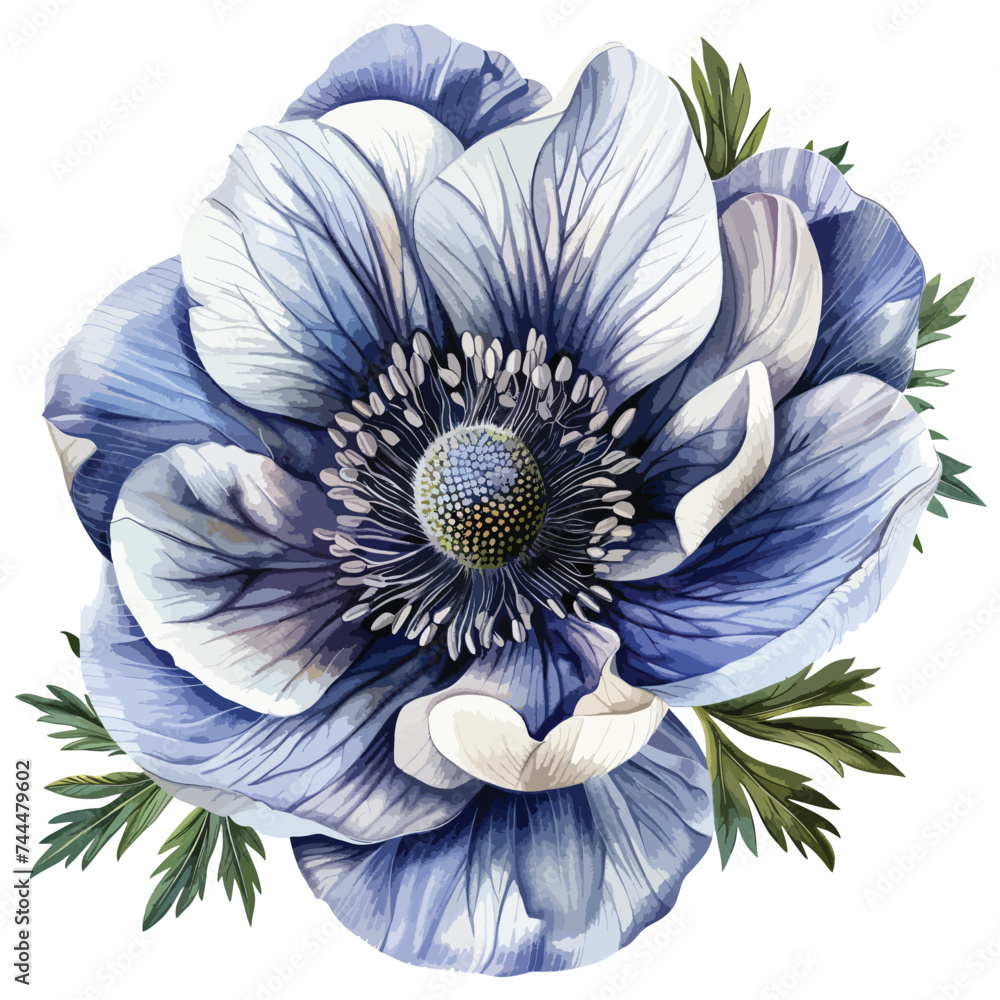 Watercolor anemone flower vintage isolated on white