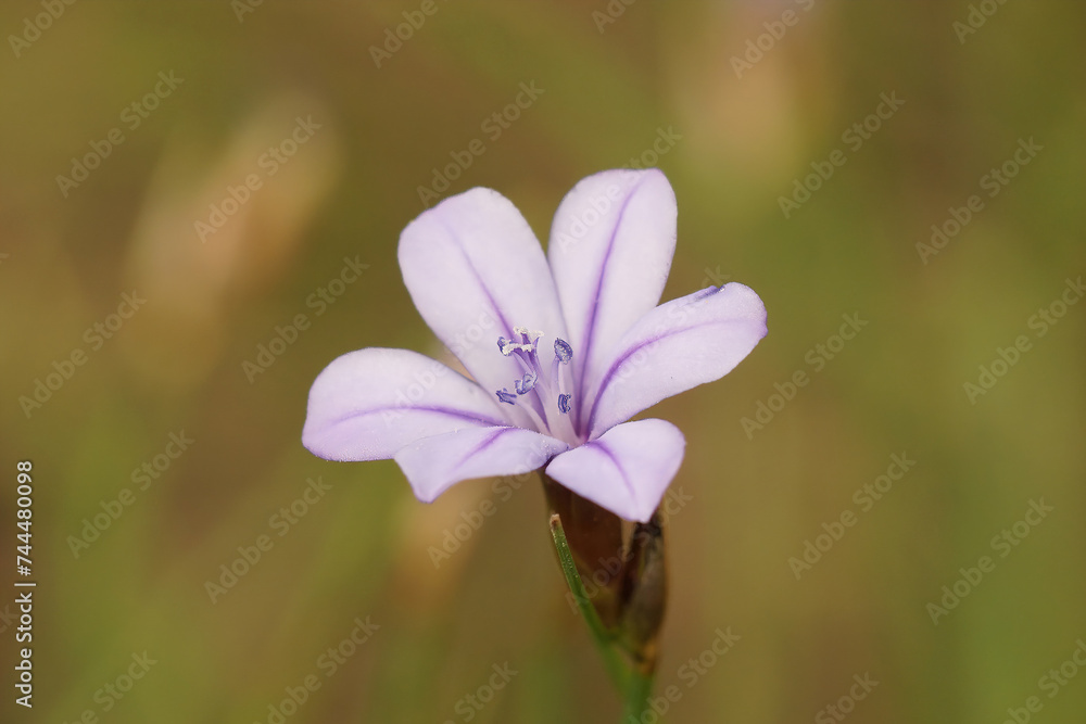 Closeup on a Mediterranean blue grass lily flower, Aphyllanthes monspeliensis Closeup on a Mediterranean blue grass lily flower, Aphyllanthes monspeliensis