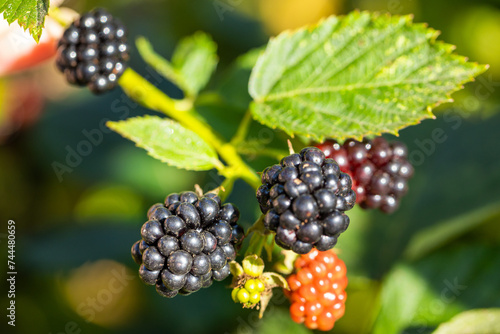 Foto Wonderfully freshly ripening sweet blackberries from the plot, natural, unspraye