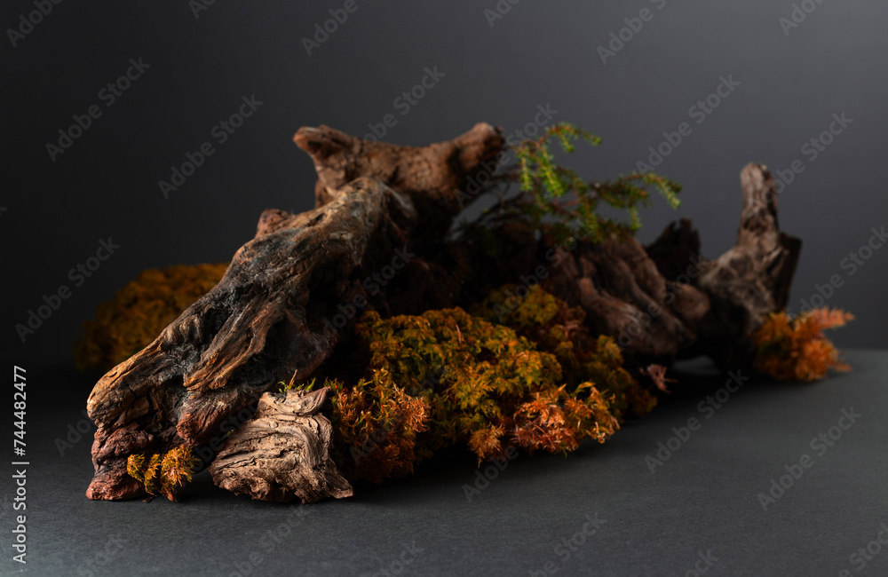 Abstract north nature scene with a composition of lichen, moss, and old snags. Abstract north nature scene with a composition of lichen, moss, and old snags.