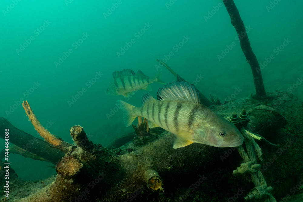 Obraz premium European Perch in Swiss Lake
