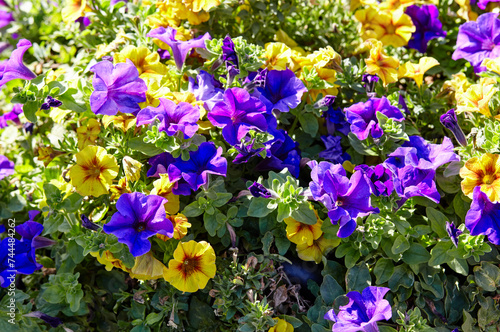 Petunia  yellow and purple Petunias in the pot. Lush blooming colorful common garden petunias in city park. Family name Solanaceae  Scientific name Petunia