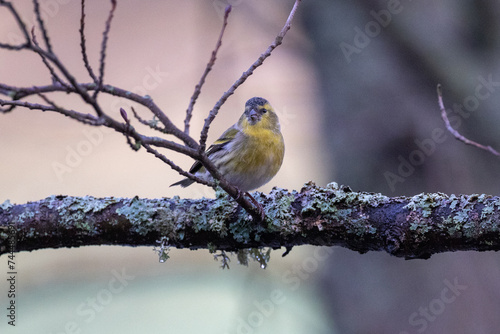 Tableau sur toile Eurasian siskin on a branch