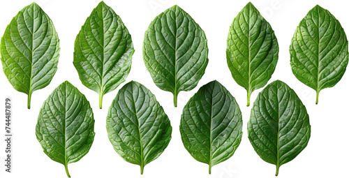 Holy basil leaves PNG, Ocimum tenuiflorum, green leaves isolated on white, Tulsi thai herb, basil leaves ingredient for cooking food photo