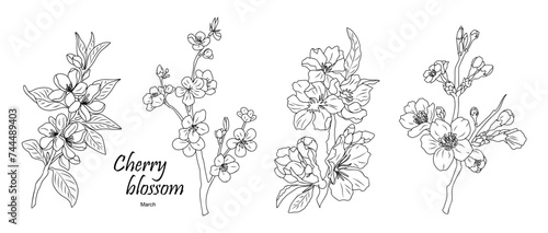 Fototapeta Naklejka Na Ścianę i Meble -  Set of Cherry Blossom, March birth month flower outline drawings. Modern minimalist hand drawn floral design for logo, tattoo, packaging, cards. Line art vector clipart on transparent background.