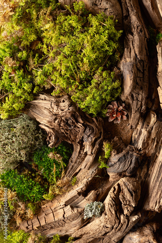 Abstract north nature scene with a composition of lichen, moss, and old snags.