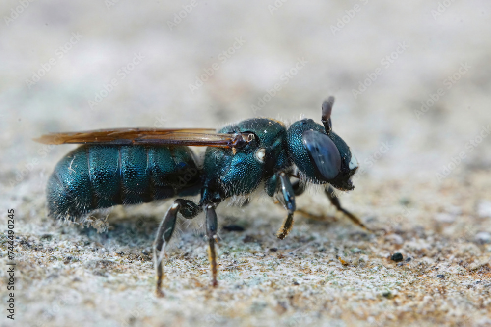 Closeup on a quite large mediterranean small carpenter bee, Ceratina chalcites Closeup on a quite large mediterranean small carpenter bee, Ceratina chalcites