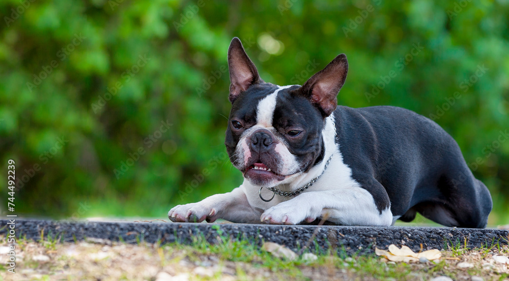 Purebred Boston Terrier young dog lying in sidewalk. Young purebred Boston Terrier lying after a walk, looks forwards for others dogs in the park. Large copy space on blurry background. Purebred Boston Terrier young dog lying in sidewalk. Young purebred Boston Terrier lying after a walk, looks forwards for others dogs in the park. Large copy space on blurry background.