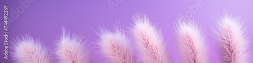 A reed on a purple background.Fluffy pampas grass. Background of reed panicles.Abstract texture. A place for the text.