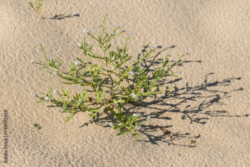 plant with graphic shapes on the beach