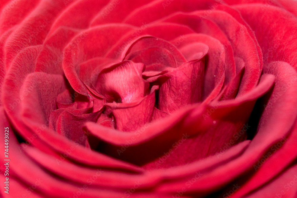 the flesh of a rose the flesh of a rose