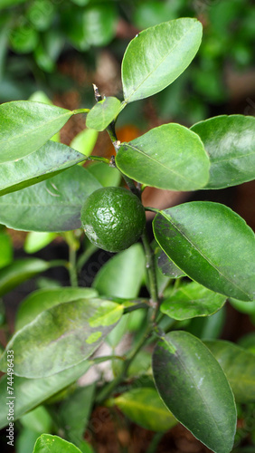 Plant Lime fruit with leaves, ready for harvesting