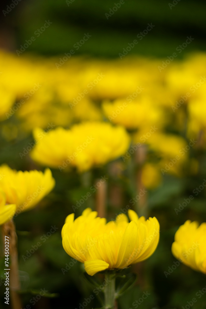 Field of orange petals of Opium poppy flower blooming on blurry green leaves under sunlight evening,Close-up of flowering plant on field against sky,chrysanthemum indicum is blooming in the garden. Field of orange petals of Opium poppy flower blooming on blurry green leaves under sunlight evening,Close-up of flowering plant on field against sky,chrysanthemum indicum is blooming in the garden.