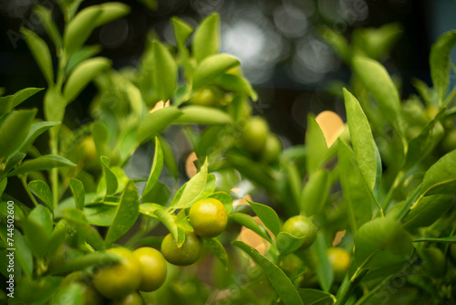 calamondin are also used as an ingredient in Malaysian and Indonesian cuisine. In Vietnam, calamondin trees are often grown as ornamental or bonsai trees,