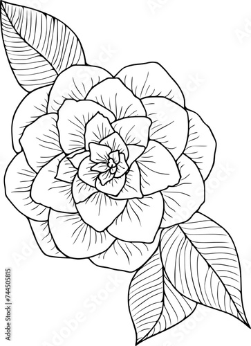 Botanical illustration of camellia flower. Hand drawn flower illustration on isolated background.