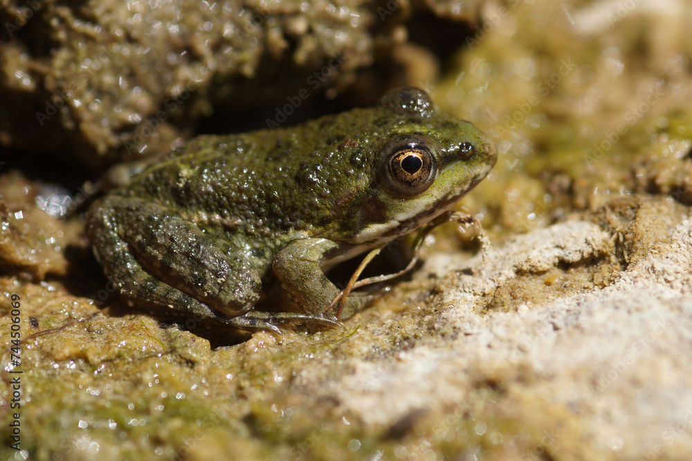 Closeup on a small European pool frog, Pelophylax lessonae, hiding among the stones Closeup on a small European pool frog, Pelophylax lessonae, hiding among the stones