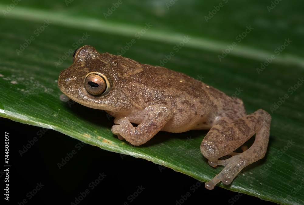 Obraz premium Frogs of Munnar - Frogs of Kerala