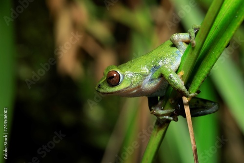 Frogs of Munnar - Frogs of Kerala © Ashlin Alexander
