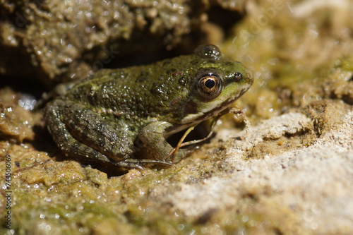 Closeup on a small European pool frog, Pelophylax lessonae, hiding among the stones