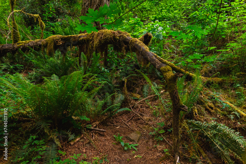 Moss-covered Tree branch in the Pacific Rainforest