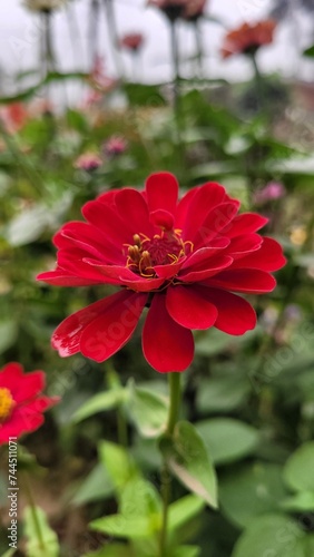 Zinia Red