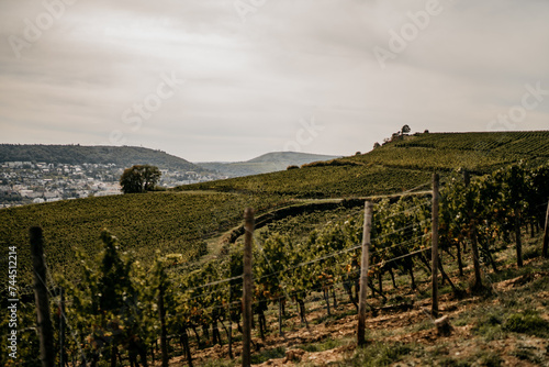 Wunderschöner Ausblick über die Weinberge