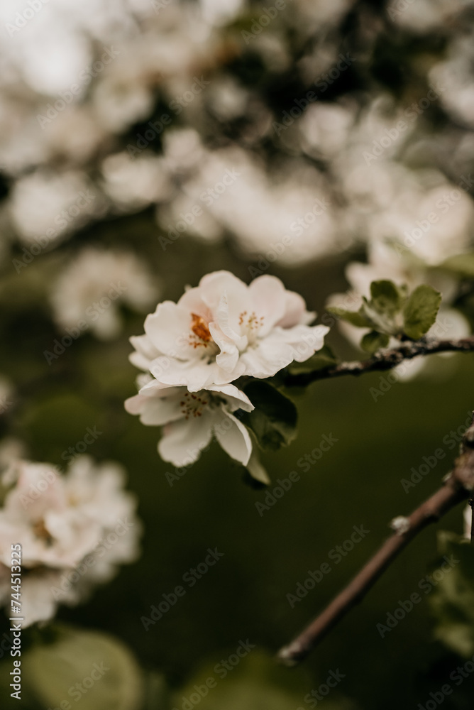 Weiße Blüten an einem Obstbaum