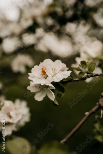 Weiße Blüten an einem Obstbaum