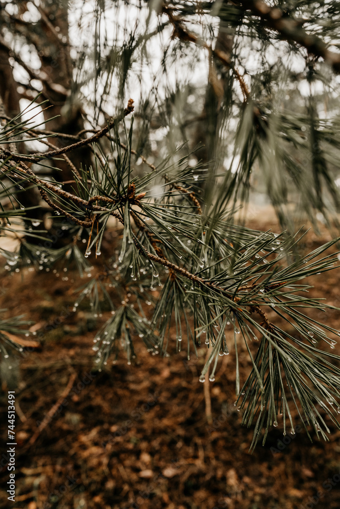 Nadelbaum mit schönem Grünton Nadelbaum mit schönem Grünton