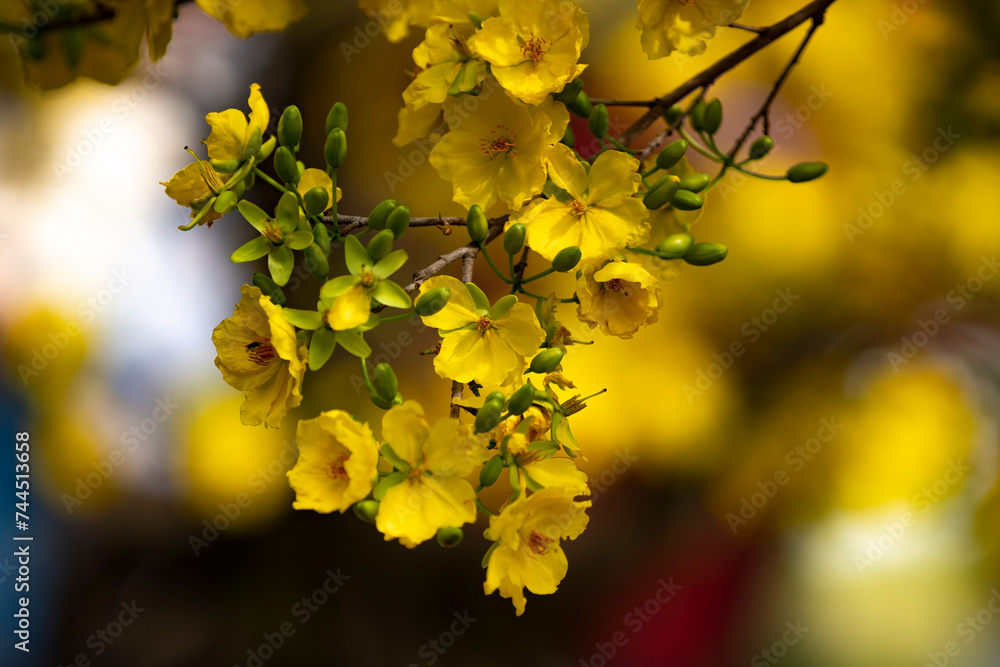Apricot Blossom are in Ho Chi Minh city, Vietnam Apricot Blossom are in Ho Chi Minh city, Vietnam
