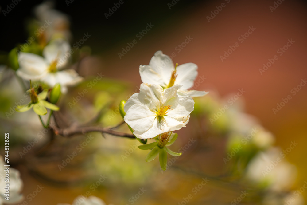 Apricot Blossom are in Ho Chi Minh city, Vietnam Apricot Blossom are in Ho Chi Minh city, Vietnam