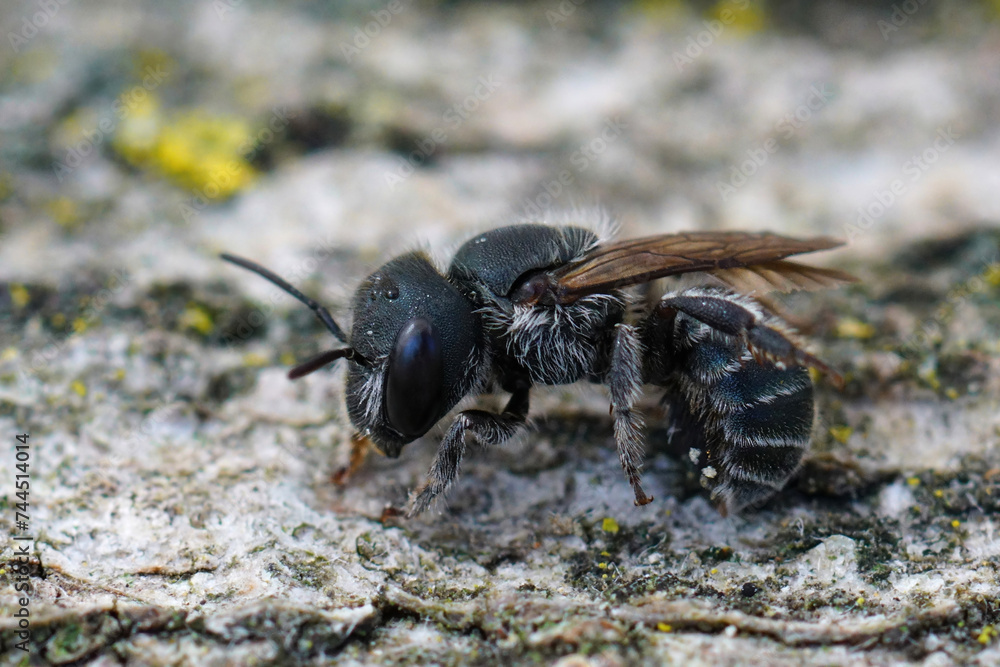 Closeup on the dark black colored female of the Blue mason bee, Osmia caerulescens sitting on wood
