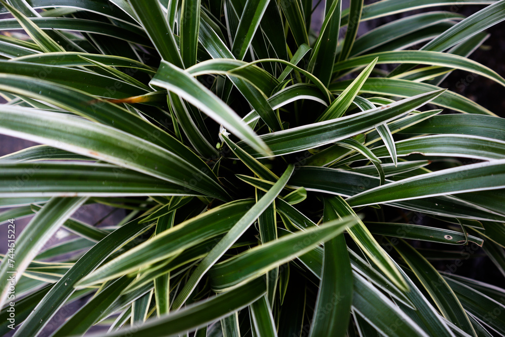 Fototapeta premium Fresh Spider Plant or Airplane Plant in a small pot.