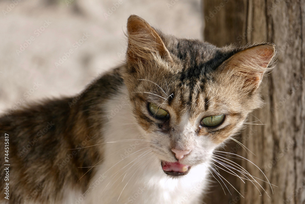 Portrait of an adorable tabby kitten in Zanzibar Portrait of an adorable tabby kitten in Zanzibar