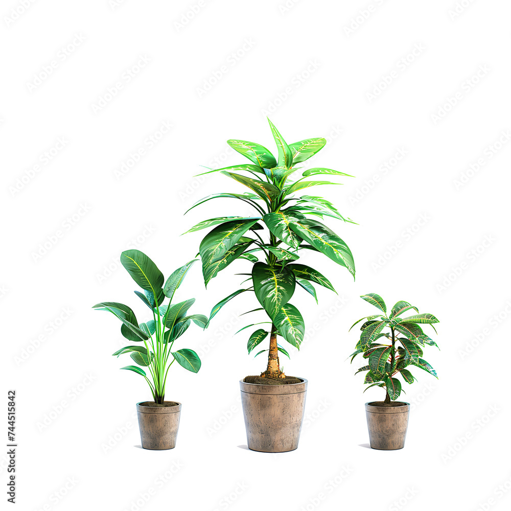 Fototapeta premium Plant in pot.Rubber fig,Dieffenbachia seguine,Yucca Gigantea Elephantipes plants isolated on white background