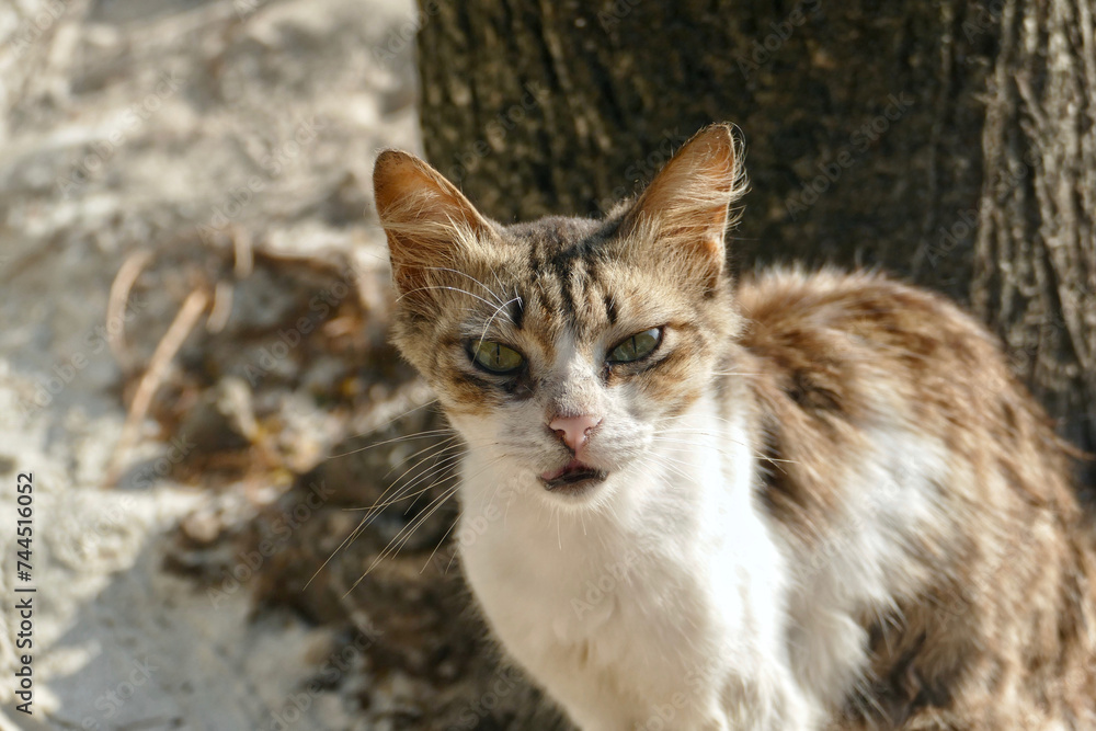 Portrait of an adorable tabby kitten in Zanzibar Portrait of an adorable tabby kitten in Zanzibar