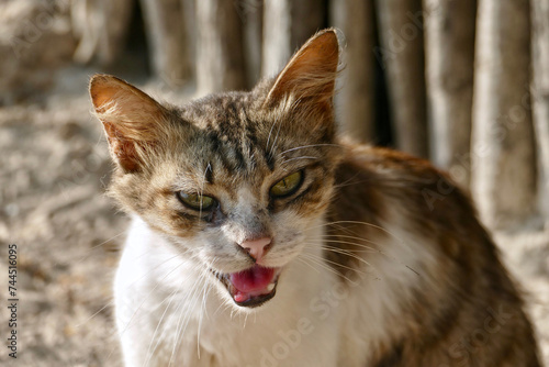 Fototapeta Naklejka Na Ścianę i Meble -  Portrait of an adorable tabby kitten in Zanzibar