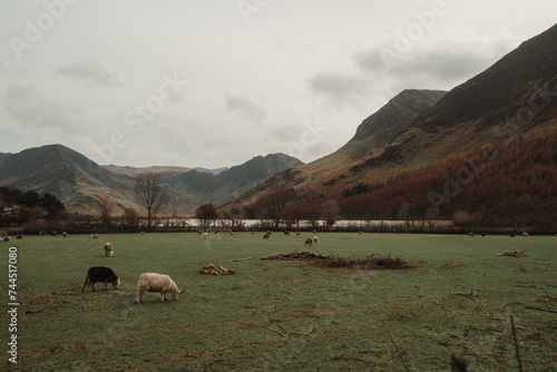 sheep in the foreground with a mountain backdrop
