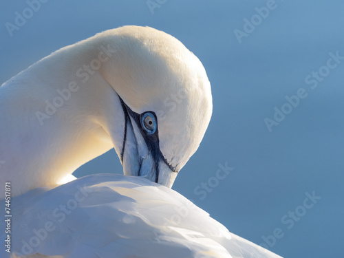 Closeup northern gannet