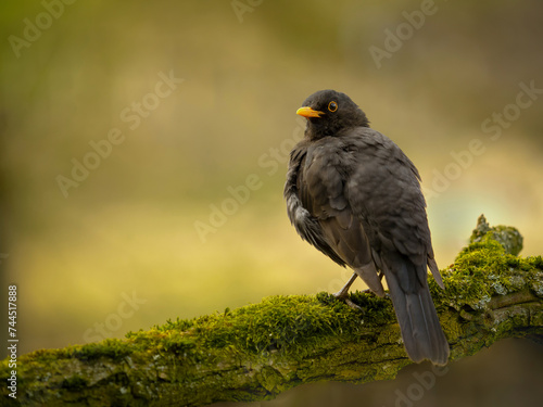 Blackbird on the tree in wild nature on blur background © denisapro