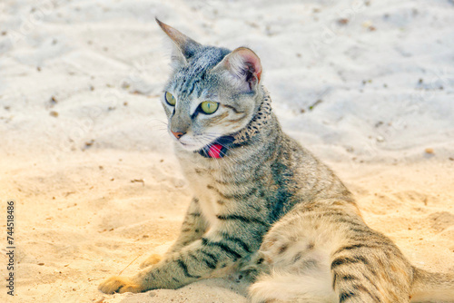 Portrait of an adorable tabby kitten in Zanzibar