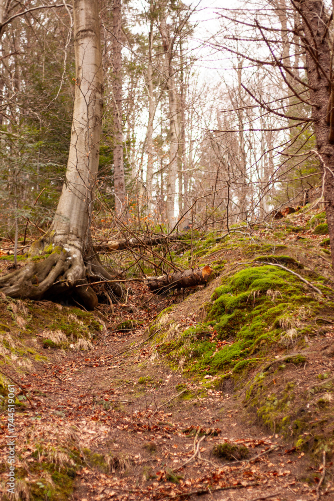 Obraz premium moss on the ground in a coniferous forest