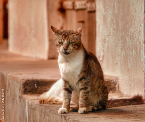 Portrait of an adorable ginger cat in Stone Town, Zanzibar