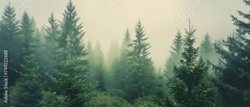 Misty forest dreamscape envelops a lonely cabin, inviting contemplation and mystique.