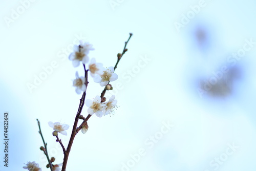 梅の花 © Toshiaki