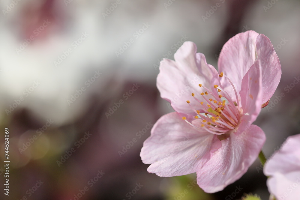 春の日差しを受けて綺麗に咲いた河津桜 春の日差しを受けて綺麗に咲いた河津桜