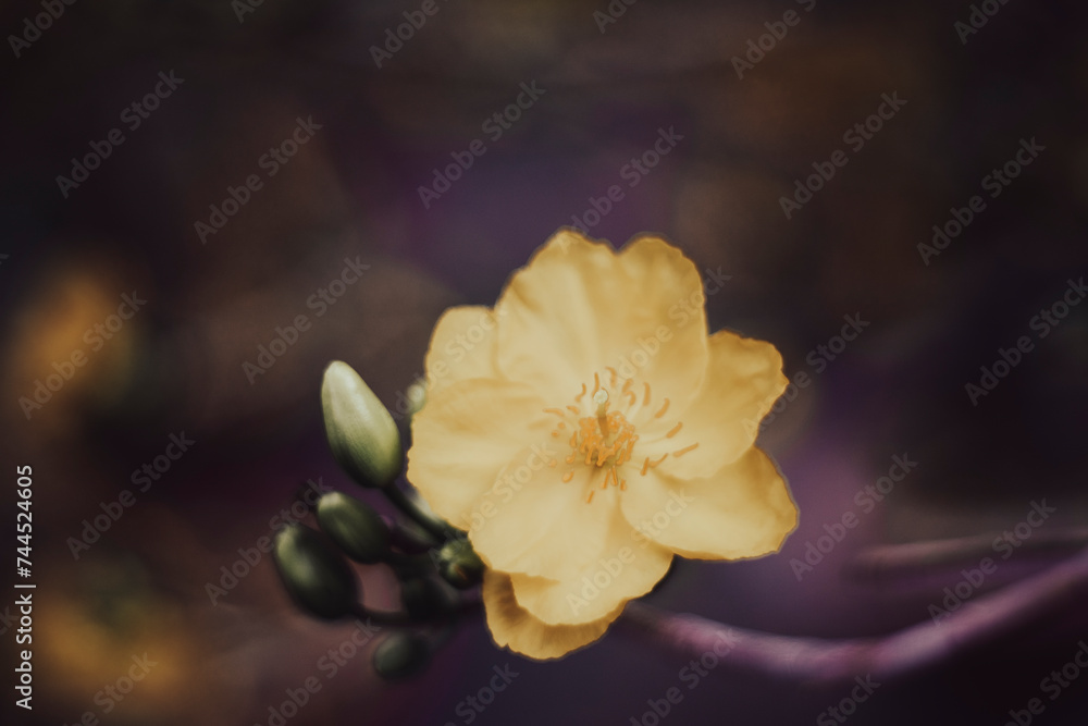 Single Ochna integerrima blossom,Ochna kirkii Olive,Ochna thomasiana,Single Ochna integerrima blossom,Yellow Ochna,,Traditional culture on Tet Holiday in Vietnam Single Ochna integerrima blossom,Ochna kirkii Olive,Ochna thomasiana,Single Ochna integerrima blossom,Yellow Ochna,,Traditional culture on Tet Holiday in Vietnam