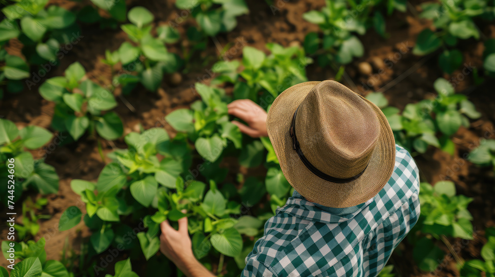 Overhead view of a farmer with a straw hat examining soybean plants in a lush field.